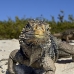 iguana_cuban_jar_v_2127_cub5243.jpg